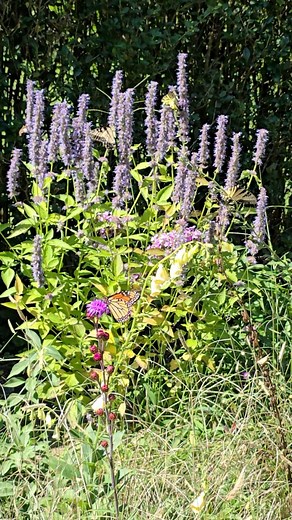 And all I'm asking for is a native garden full of pollinators. 🦋🐝 | The Thoughtful Gardener
