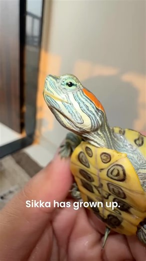 Indian Pet Keeper on Instagram: "My turtle has grown a lot since the day he came to me 5 months ago. I have named him SIKKA because he was coin sized when I first saw him and also because he was strong enough to survive the conditions which dozens of turtles couldn't, at a wholesaler's place. Below are certain tips that I have written down from my own experience (not from the internet): • Big enough setup (not too deep if the turtle is small) Do not install high flow filter. Do not use small tub