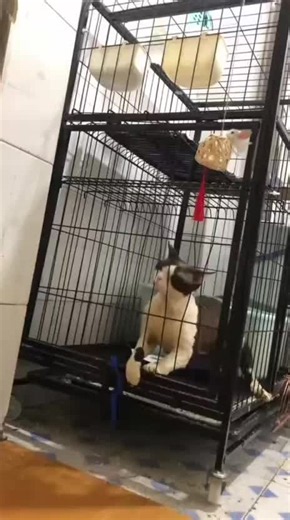 #粉丝一千万 #cat #funnyvideos #foryou #fypシ゚viral | cats videos