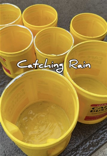 Harvesting Rainwater in California: A Plant Parent's Guide