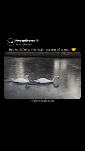 𝙋𝙚𝙧𝙘𝙚𝙥𝙩𝙞𝙫𝙚 on Instagram: "Wait for end 😭 A 2021 wildlife clip resurfaced via an Instagram Reel shows a male swan leading his mate and cygnets across a frozen body of water, repeatedly striking and cracking the ice to clear a narrow passage, with the camera fixed on the slow, methodical formation of the path. Shared by a wholesomeness-focused curator, the repost accumulated roughly 193,000 views and 9,300 likes within days—spiking within hours—prompting a comment thread framed less by