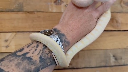 1.4K views · 20 reactions | Lovely Albino Tiger Carpet Python Female...