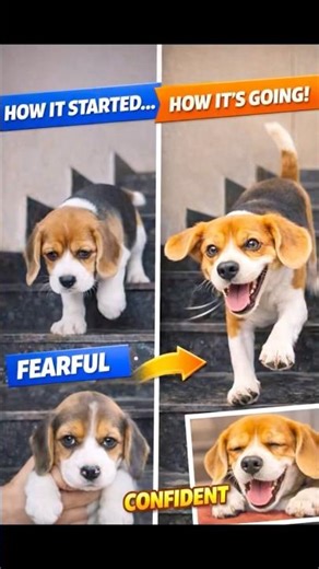 How it started vs how its going | Beagle puppy to Pro Stair Slider 😂