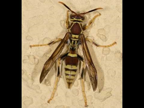 Guinea Paper Wasp Nest Construction