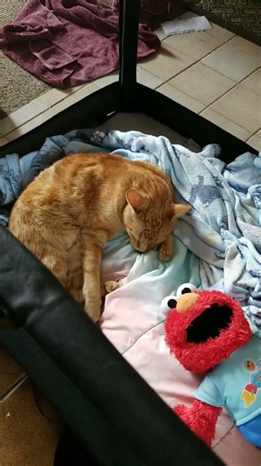 #Clip #Relaxed #SleepingAnimal #SleepingAnimals #Sleeping #Animal #SleepingCat #SleepingDog