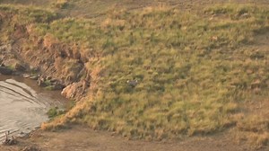 Una zebra è nei guai. Scopri di più su www.nationalgeographic.it | National Geographic