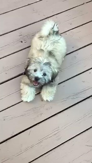 2 month old Teddy Bear Puppy gets the zoomies!!! (Shih Tzu x Bichon Frise mix) [CUTE]