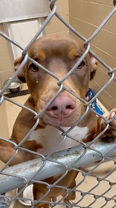 Fall "Fur" Me! 🍁🐾 Starting today through 11/26 all dog adoption fees are half off! We have so many dogs with all different personalities. There’s someone perfect for everyone! Check out our website under “Available Dogs” and fill out an application if you see someone who could be the one for you. ❤️ | Delta Animal Shelter