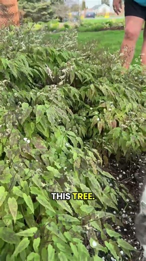 Dry Shade Solution: Try Epimedium
