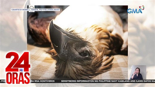 Nasawi ang isang batang Philippine eagle sa Compostela sa Davao de Oro matapos umanong barilin ng improvised marble gun. | GMA News