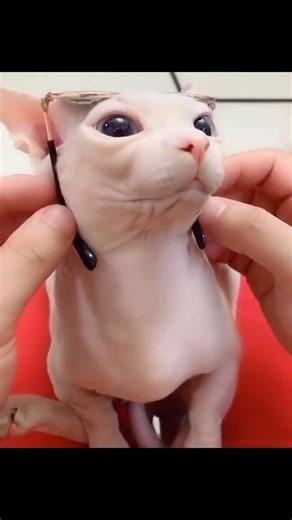 Bingus B. on Instagram: "New Shades #bingus If you recognize this video you’re an OG"