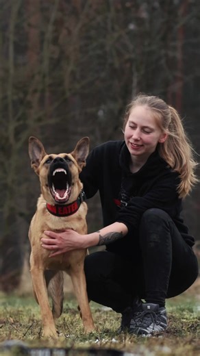 Growing Dutch Shepherds: Training and Care Tips