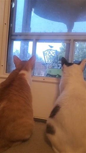 Cats on Bird Watch 🐦👀 #cat