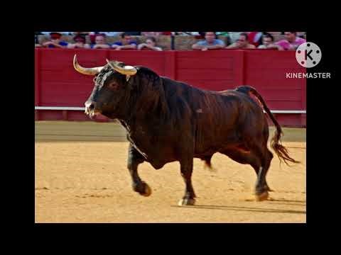 Bull sound effects ￼🦬🔊 for Steve Myers ￼