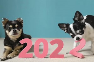 2022 ❤️🌲 | Chihuahuas Mexico
