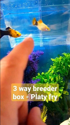 Three Way Breeder Box 🐠Platy Babies! #aquarium