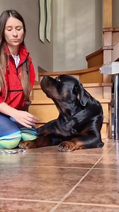 186K views · 6.2K reactions | How to Give Pills to a Rottweiler Credits to @buddy_rottweiler25 | Rottweiler Life | Facebook