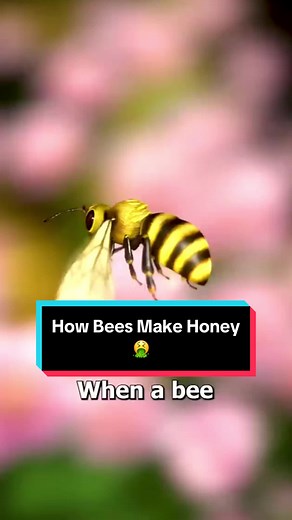 The Fascinating Process of How Bees Make Honey