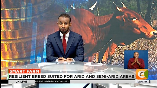 14K views · 241 reactions | Smart Farm: Focus on Sahiwal cattle in Kenya Resilient breed suited for arid and semi-arid areas High-value for both milk and meat production KALRO crossbreeding Sahiwals with friesians for improved yields #JKLive Ayub Abdikadir Abdi Farah | Citizen TV Kenya | Facebook