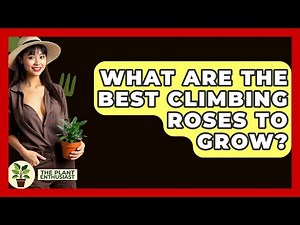 What Are The Best Climbing Roses To Grow? - The Plant Enthusiast