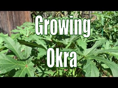 How To Grow Clemson Spineless Okra 2020 Experiment | Growing Okra Lesson