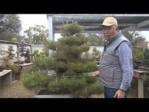 How to maintain a Japanese Black Pine Bonsai
