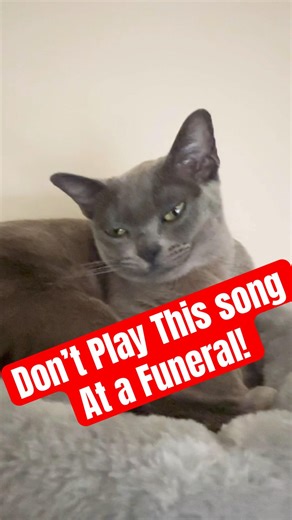 My Cat Thinks You Should Never Play This Song At A Funeral