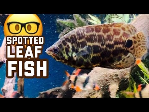 African Bush Fish Species Profile