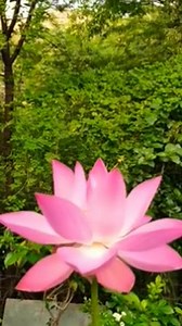 Lotus sacré (Nelumbo nucifera) 🌸 La fleur de lotus est l’un des symboles les plus anciens et aspire à la plus grande pureté, c’est la seule plante aquatique pouvant émerger de la noirceur de la vase pour s’épanouir et se dresser hors de l’eau pour donner une fleur d’une beauté incroyable. | Nature & Découverte