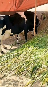 82K views · 5.1K reactions | Australian cross#hfcow #cowforsale #cows #jerseycow #BiggestCow #animals #dairyfarm #farming #cowfarm | Dairy Cow TV | Facebook