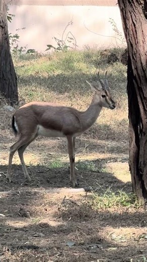 State animal #rajasthan #chinkara #gazelle #ytshortsindia #ytviral #ytshorts #desertlife #wildlife