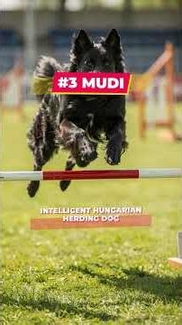 7 Unique Dog Breeds You Won't Believe Are Real