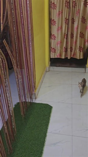 242K views · 2K reactions | Little kittens trying to catch bat #cat #bat #catvsbat #catlover #fblifestyle | Andaman Baby | Facebook