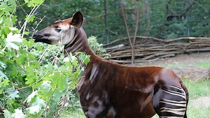 Heute ist World Okapi Day. So beruhigend das Video der schmatzenden Bashira auch anzuschauen ist, weltweit sind Okapis in freier Wildbahn vom Aussterben bedroht. Erfahrt mehr über das vom Zoo Berlin unterstütze Okapi-Schutzprojekt: https://goo.gl/ro7DUk | Zoo Berlin