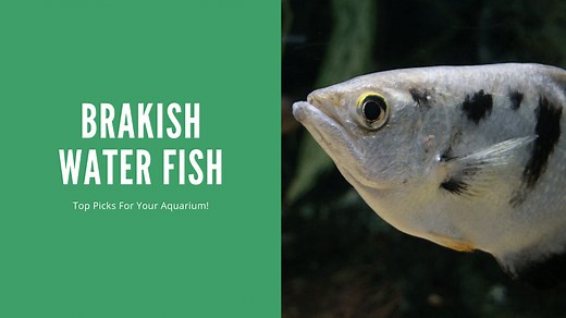 15 Best Brackish Water Fish: The Complete Guide (And Common Mislabeling Explained)