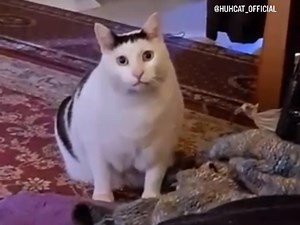 huh 出处_哔哩哔哩_bilibili