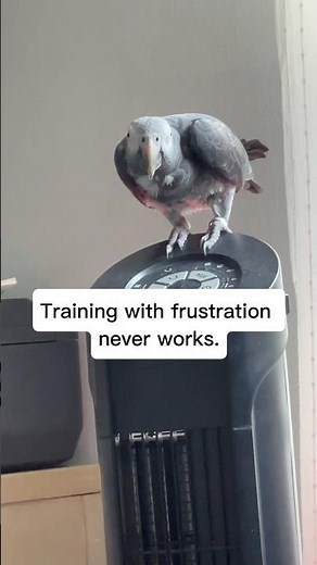 Common Parrot Care Mistakes — Rough or Rushed Training 🫶 #FallintoShorts