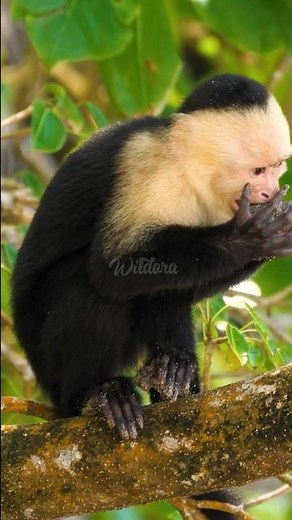 This Capuchin Monkey Will Shock You 😳🐒 | Unbelievable Monkey Facts! #wildora #facts