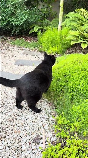 Lilac British Longhair & Domestic Black Cat, early morning grass eating. #britishlonghair #blackcat