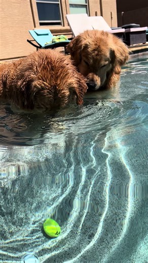 Golden Retriever Fun in a Blue Tub
