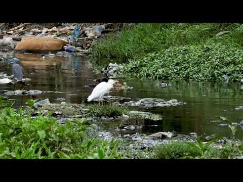 Western Cattle Egret . Short video 4K-UHD Birds Photography | Wild Video | Wildlife Animals