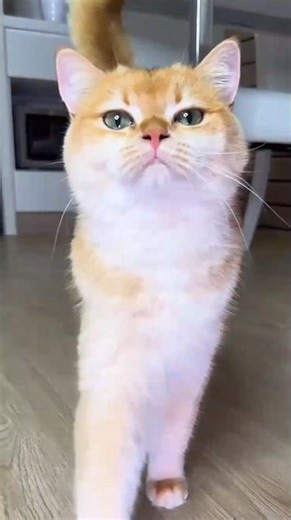 Kitty’s friend just exploded 💥🐱🤣#cat #shorts