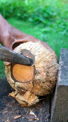 Dredging yellow coconuts from the shell #coconut #satisfying | Handika Amiranto