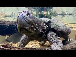 Alligator snapping turtle feeding & sanctuary vlog!