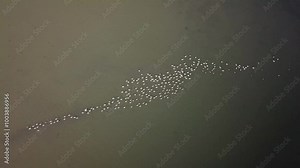 Flamingos swimming in a large group in the lake. Water bird, drone video shooting. Greater Flamingo, Phoenicopterus roseus. Karatas Lake, Burdur, Turkey