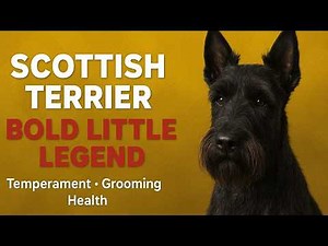 Scottish Terrier | Fearless Dog Breed Nobody Understands | Secrets Behind Brave “Diehard” Scottie
