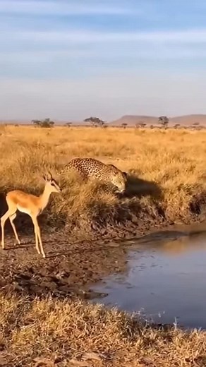 Elephant saves fawn from leopard 🦌🐆🐘 #reels #funny #elephant | Stewart Braxton