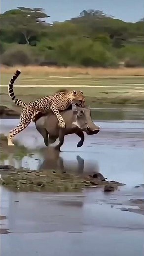 Cheetah Chasing a Wild Boar… Then Something Unexpected Happens! 😳 | Wildlife Moment #shorts