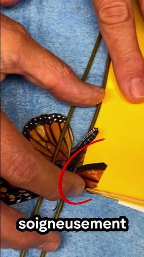 🦋 A butterfly with a new wing! #animals #butterfly #rescue