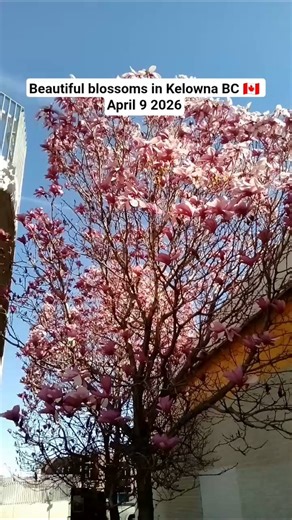 Beautiful blossoms in Kelowna BC 🇨🇦 April 9 2026 #okanaganvalley #spring2026 #britishcolumbia
